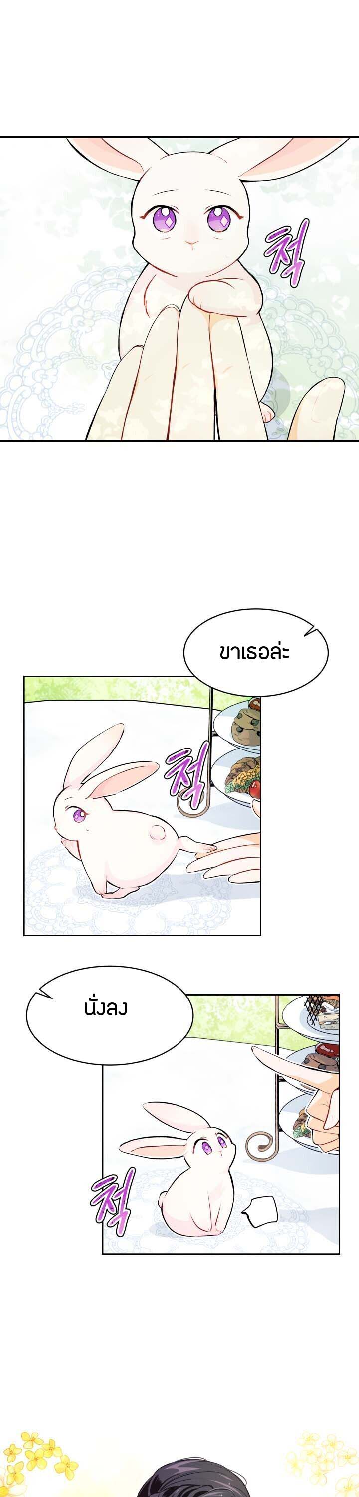 rabbit5 13